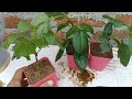 How to grow dahlia flower | Dahlia Propagation from cuttings | how to grow dahlia from cutting