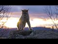 BIG CATS 8K Ultra HD – Tiger, Lion, Cheetah, Leopard, Jaguar, Lynx