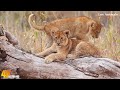 Nature's Realm Wildlife 4K ULTRA HD 🦏 Relaxing Scenery Film & Animals Movie