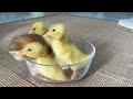 The kitten sincerely invites the duckling to crawl into the bowl and sleep.🤣Such cute funny animals