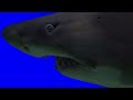 Blue Screen Large Shark 4k