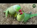 How Australian Farmers Combat 17 Million Invasive Wild Parrots - Nature Farm #farm #naturefarm