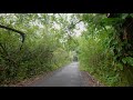 4K Tropical Forest Walk & Exotic Birds Singing in the Woods - Big Island, Hawaii