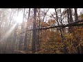 Autumn Forest Hike