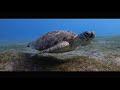 Snorkeling Egypt / Abu Dabbab | GoPro HERO 8 4K 60FPS