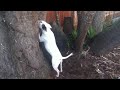 Bull Terrier climbs a tree