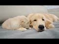 Golden Retriever Puppy Meets Brother Ten Times Older Than Him for First Time