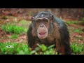 Nine Fierce Chimpanzees Venture Into the Woods for the 1st Time