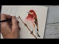 Paint A Purple Finch in Watercolor