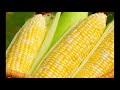 THIS TIME I GET IT RIGHT - HERE'S THE BEST WAY TO FREEZE CORN 🌽