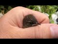 The Smallest Bird you have ever seen