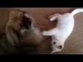 Tibetan spaniel vs kitten