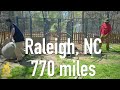 The Outdoor Dog Kennel Setup that Just Keeps Getting Better| The Build and Setup | North Carolina