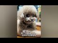 You Laugh You Lose😹Funniest Dogs and Cats 2024😻🐶