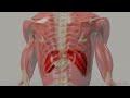 The Movement of the Diaphragm (3D Anatomy)