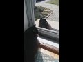 Cat's boyfriend is waiting by the door - Cat Romance Vlog Pt.4.