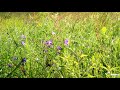 Voice of the Grasshopper and birdsong ✿ 2 hours ✿ Summer Meadow ✿ Country RELAX
