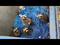 Baby raccoons in my dumpster