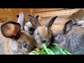 Raising Rabbits - What You Can And Can't Feed A Rabbit