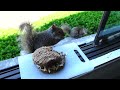 Squirrels' reactions to NutBurger