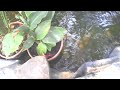 Baby Rosy Red Fish (Raw Video)