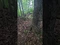 I love the woods