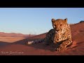 Animal Safari 4K - Scenic Wildlife Film With African Music