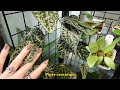 Full Houseplant Tour 2024 🎉🌿 280+ plants in my small house! (PART 2)