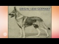 Meet The German Shepherd Dog