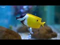 Aquarium 4K VIDEO (ULTRA HD) 🐠 Beautiful Coral Reef Fish - Relaxing Sleep Meditation Music #24