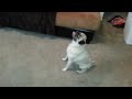 VIRAL VIDEO Holly the Pug lol Doin the Meat dance