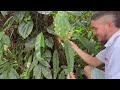 PLANTAS MÁGICAS de increíble bosque Colombiano | Reserva Natural San Cipriano