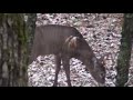 Wisconsin Archery Deer Hunt October 2017 Part 2