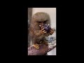 AWW Animals SOO Cute! Cute baby animals Videos Compilation cute moment of the animals #4