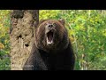 Magnificent World Animals 4K 🐒Discovering the Majestic and Mischievous of Wildlife with Relax Music