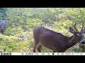 September 1st-15th 2023 Tomahawk Wisconsin Trail Camera Highlights