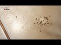 A Natural Way to Get Rid of Ants in House Permanently In 1 Minute