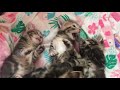 Epic Battle of the Tabbies: 4 Week Old Kittens Learn to Play