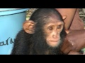 Keeping Sanctuary for Chimpanzees - A Day in the Life of Tcimpounga Narrated by Jane Goodall