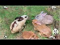 Cutest Animals Making Funny Sounds: Deer, Ostrich, Flamingo - Domestic Animal Videos