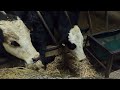 Feeding calves in Ireland
