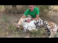 Amazing! Tigress trusts her human. Taigan