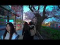 Seoul Cherry Blossom Festival Yeouido Hangang Park | Best Place to Visit in Korea 4K HDR