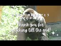 Senior gorilla Toto initiates her business w/ silverback Haoko⎪UENO ZOO⎪ゴリラ⎪上野動物園⎪S1E63