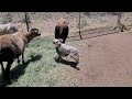 05-10-24: Newborn Lambs