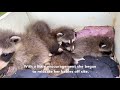 Raccoon Removal From Garage Wall