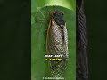 Cicada | The Loudest Insect On Earth