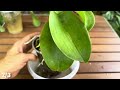 Just 1 cup of this! Orchid leaves immediately grow roots and bloom all year round