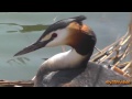 Great Crested Grebe ~ Hoorn ~ Holland ~ April 2013 ( in HD )