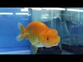 Best Quality Goldfish Contest - Ranchu, Oranda, Ryukin